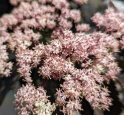 Holunder-Säule Black Tower (R) Sambucus Nigra `Black Tower´ 11 Holunder-Säule Black Tower (R) Sambucus Nigra `Black Tower´ -BaumReich Geschaft Black tower2