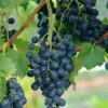 Blauer Muskateller Vitis `Blauer Muskateller´ -BaumReich Geschaft Blauer Muskateller1