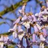 Blauglockenbaum / Kiri-Baum Paulownia Tomentosa -BaumReich Geschaft Blauglockenbaum