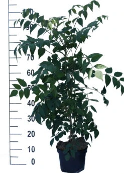 Blauschote / Blaugurkenbaum Decaisnea Fargesii -BaumReich Geschaft Blauschote Decaisnea weiss