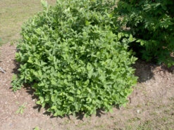 Sibirische Blaubeere "Blue Velvet" Lonicera Kamtschatica `Blue Velvet´ -BaumReich Geschaft Blue Velvet Kordes Jungpflanzen