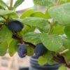 Sibirische Blaubeere "Blue Velvet" Lonicera Kamtschatica `Blue Velvet´ 1 Sibirische Blaubeere "Blue Velvet" Lonicera Kamtschatica `Blue Velvet´ -BaumReich Geschaft Blue velvet sibirischie blaubeere