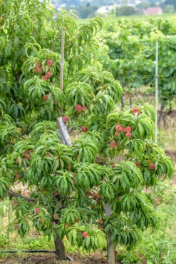 Zwergpfirsich `Bonanza´ Prunus Persica -BaumReich Geschaft Bonanza