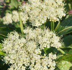 Amerikanischer Schneeball `Brandywine´ Viburnum Nudum `Brandywine´ -BaumReich Geschaft Brandywine bl te