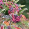 Amerikanischer Schneeball `Brandywine´ Viburnum Nudum `Brandywine´ -BaumReich Geschaft Brandywine2