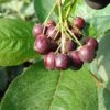 Aronia - Rote Apfelbeere `Brillant´ Aronia Arbutifolia `Brillant´ -BaumReich Geschaft Brillant