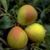 Bunte Julibirne Pyrus Communis `Bunte Julibirne´ 2 Bunte Julibirne Pyrus Communis `Bunte Julibirne´ -BaumReich Geschaft Bunte Julibirne