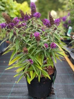Schmetterlingsflieder Butterfly Candy® (versch. Farben) Buddleja Davidii -BaumReich Geschaft Butterfly Candy
