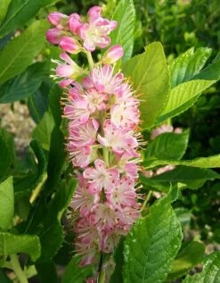 Zimterle - Clethra Clethra Alnifolia -BaumReich Geschaft CLethra 1