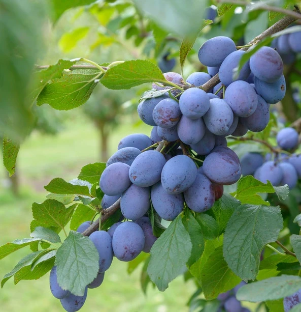 Cacaks Fruchtbare Prunus Domestica `Cacaks Fruchtbare´ 3 Cacaks Fruchtbare Prunus Domestica `Cacaks Fruchtbare´