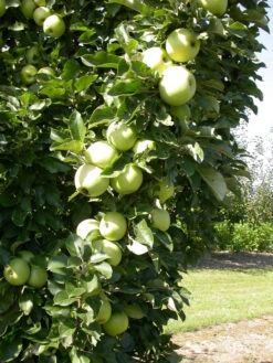 Zwergapfel `Cactus´ Malus Domestica `Cactus´ 9 Zwergapfel `Cactus´ Malus Domestica `Cactus´ -BaumReich Geschaft Cactus 1