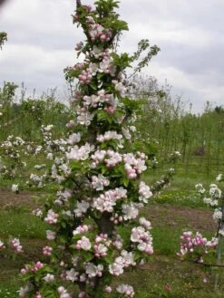 Zwergapfel `Cactus´ Malus Domestica `Cactus´ 8 Zwergapfel `Cactus´ Malus Domestica `Cactus´ -BaumReich Geschaft Cactus2