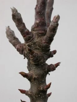 Zwergapfel `Cactus´ Malus Domestica `Cactus´ 7 Zwergapfel `Cactus´ Malus Domestica `Cactus´ -BaumReich Geschaft Cactus3