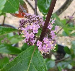 Schönfrucht, Liebesperlenstrauch Callicarpa Bodinieri `Profusion´ -BaumReich Geschaft Callicarpa Sch nfrucht Bl te