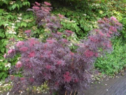 Holunder `Cherry Lace´ Sambucus Nigra `Cherry Lace´ 7 Holunder `Cherry Lace´ Sambucus Nigra `Cherry Lace´ -BaumReich Geschaft Cherry LAce3