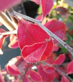 Chinesische Quitte / Holzquitte Pseudocydonia Sinensis -BaumReich Geschaft Chinesische Quitte Holzquitte Pseudocydonia