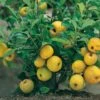 Nordische Zitrone, Zierquitte `Cido´ Chaenomeles Japonica `Cido´ 2 Nordische Zitrone, Zierquitte `Cido´ Chaenomeles Japonica `Cido´ -BaumReich Geschaft Cido