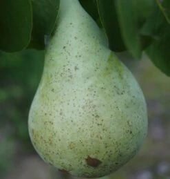 Condo Pyrus Communis `Condo´ -BaumReich Geschaft Condo Birne 1