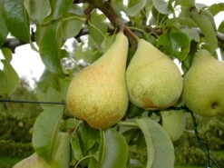 Condo Pyrus Communis `Condo´ -BaumReich Geschaft Condo 3