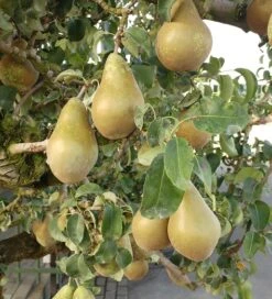 Conference Pyrus Communis `Conference -BaumReich Geschaft Conference Birne