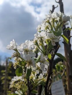 Conference Pyrus Communis `Conference -BaumReich Geschaft Conference Bl te