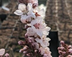 Zwergpfirsich `Crimson Bonfire´ Prunus Persica `Crimson Bonfire´ -BaumReich Geschaft Crimson Bonfire