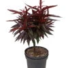Zwergpfirsich `Crimson Bonfire´ Prunus Persica `Crimson Bonfire´ -BaumReich Geschaft Crimson Bonfire weiss1