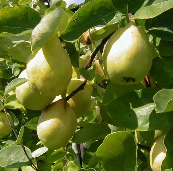 Cydora Robusta Cydonia Oblonga `Cydora Robusta´ 3 Cydora Robusta Cydonia Oblonga `Cydora Robusta´