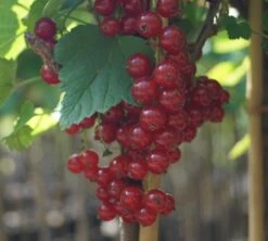 Rolan Ribes Rubrum `Rolan´ -BaumReich Geschaft DSC01666