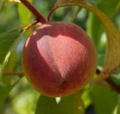 Pfirsich Red Haven Prunus Persica `Red Haven´ 15 Pfirsich Red Haven Prunus Persica `Red Haven´ -BaumReich Geschaft DSC01689