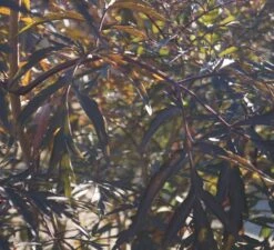 Holunder Black Lace ® Sambucus Nigra `Black Lace´ -BaumReich Geschaft DSC01980