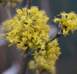 Großfrüchtige Kornelkirsche `Schönbrunner Gourmet Dirndl´ Cornus Mas `Schönbrunner Gourmetdirndl´ -BaumReich Geschaft DSC02022
