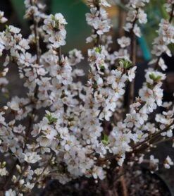 Nankingkirsche `Orient´ Prunus Tomentosa Orient -BaumReich Geschaft DSC02034