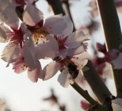 Dürkheimer Krachmandel Prunus Dulcis `Dürkheimer Krachmandel´ -BaumReich Geschaft DSC02038