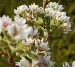 Säulenbirne `Condo´ Pyrus Communis `Condo´ -BaumReich Geschaft DSC02068