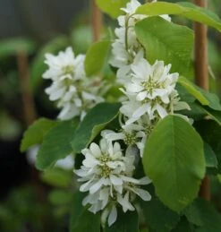 Saskatoon Berry Amelanchier Alnifolia `Saskatoon Berry´ -BaumReich Geschaft DSC02071