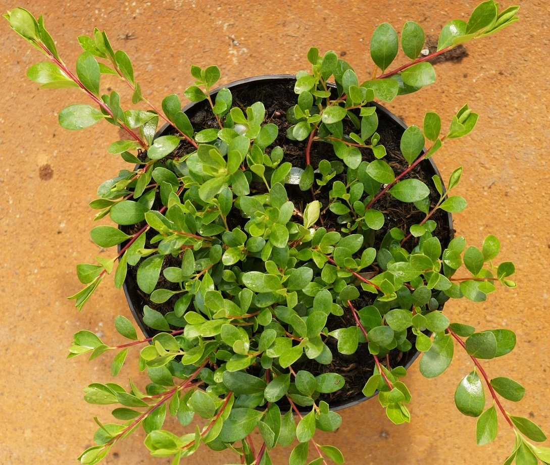 Echte Bärentraube Arctostaphylos Uva-ursi 4 Echte Bärentraube Arctostaphylos Uva-ursi – Bild 2