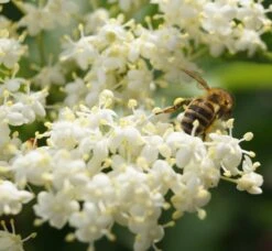 Holunder Haschberg Sambucus Nigra `Haschberg´ -BaumReich Geschaft DSC02737
