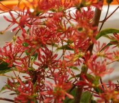 Sieben-Söhne-des-Himmels-Strauch Heptacodium Miconioides -BaumReich Geschaft DSC02842