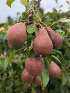 Säulenbirne `Decora´ Pyrus Communis `Decora´ -BaumReich Geschaft Decora 5