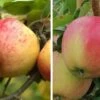 Duo-Apfel, Topaz & Pinova 150-175cm Malus Domestica -BaumReich Geschaft Duo Apfel Pinova und TOpaz