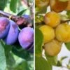 Duo-Obst, Hauszwetsche & Nancy Mirabelle Prunus Domestica -BaumReich Geschaft Duo Hauszwetsche Nancynxn2YUf67IkNG
