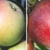 Duo-Apfelbaum `James Grieve´ & `Finkenwerder Prinz´ Malus Domestica -BaumReich Geschaft Duo James GRieve und Roter Boskoop 1