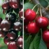Duo-Kirschbaum `Sunburst´ & `Kordia´ 150-175cm Prunus Avium -BaumReich Geschaft Duo Kirsche SUnburst burlat 1