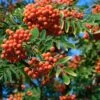 Essbare Eberesche `Rosina´ Sorbus Aucuparia -BaumReich Geschaft Eberesche Sorbus