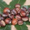 Ecker 1 - Selbstfruchtbare Esskastanie Castanea Sativa `Ecker1´ -BaumReich Geschaft Ecker 1