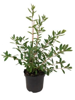 Sibirische Blaubeere `Eisbär´ Lonicera Kamtschatica `Eisbär´ -BaumReich Geschaft Eisb r weiss