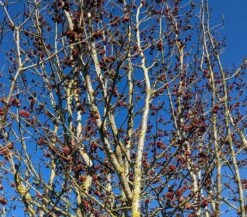 Eisenholzbaum Parrotia Persica -BaumReich Geschaft Eisenholzbaum Bl te 2