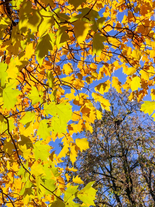 Elsbeere Sorbus Torminalis 4 Elsbeere Sorbus Torminalis – Bild 2