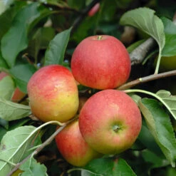 Elstar ® Malus Domestica -BaumReich Geschaft Elstar